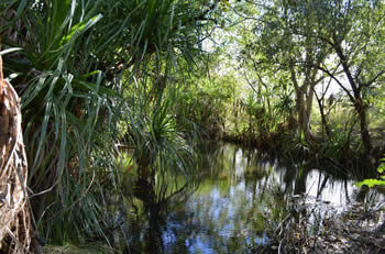 The View from the back of our tent Annie Creek