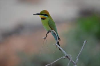 Rainbow Bee Eater