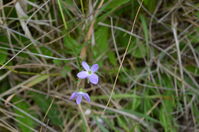 Berringa Sanctuary 