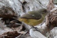 Buff-Rumped Thornbill - Berringa Sanctuary