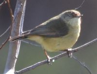 Buff-Rumped Thornbill - Berringa Sanctuary