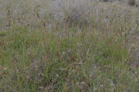 Kangaroo Grass- Berringa Sanctuary 