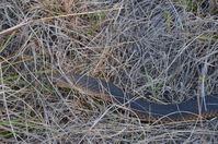 Lowland Copperhead - The Block Berringa.