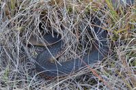 Lowland Copperhead - The Block Berringa.