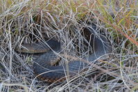 Lowland Copperhead - The Block Berringa.