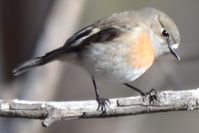  Scarlet Robin hen - Berringa Sanctuary