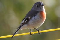  Scarlet Robin hen - Berringa Sanctuary