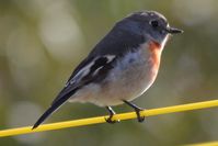  Scarlet Robin hen - Berringa Sanctuary