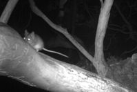 Agile Antechinus- The Block Berringa