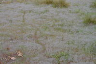 Animal Tracks in grass - Berringa Sanctuary