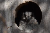 Australian Owlet Nightjar - Berringa Sanctuary