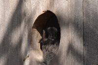 Australian Owlet Nightjar - Berringa Sanctuary