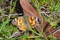 Australian Painted Lady - Berringa Sanctuary 