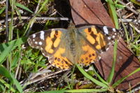 Australian Painted Lady - Berringa Sanctuary 