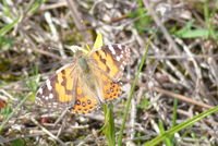 Australian Painted Lady - Berringa Sanctuary 