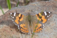 Australian Painted Lady - Berringa Sanctuary 