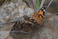 Australian Painted Lady - Berringa Sanctuary 