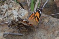 Australian Painted Lady - Berringa Sanctuary 