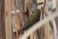 Australian Reed Warbler - Berringa Sanctuary 