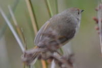 Australian Reed Warbler - Berringa Sanctuary 