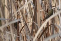 Australian Reed Warbler - Berringa Sanctuary 