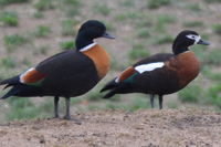 Australian Shield Duck - Berringa Sanctuary 