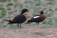 Australian Shield Duck - Berringa Sanctuary 