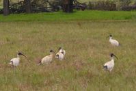 Australian White Ibis - The Block Sanctuary Berringa 