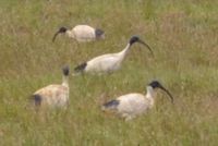 Australian White Ibis - The Block Sanctuary Berringa 