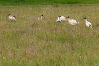 Australian White Ibis - The Block Sanctuary Berringa 