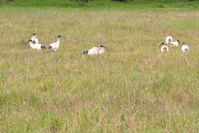 Australian White Ibis - The Block Sanctuary Berringa 