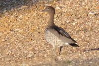 Australian Wood Duck - Berringa Sanctuary 