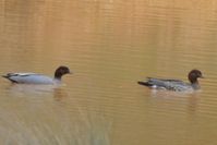 Australian Wood Duck - Berringa Sanctuary