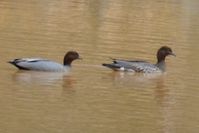 Australian Wood Duck - Berringa Sanctuary