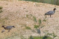 Australian Wood Duck - Berringa Sanctuary