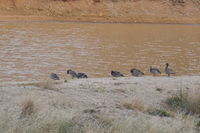 Australian Wood Duck - Berringa Sanctuary