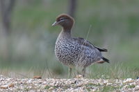 Australian Wood duck - Berringa Sanctuary