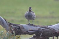 Australian Wood duck - Berringa Sanctuary