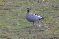 Australian Wood duck - Berringa Sanctuary