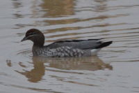 Australian Wood duck - Berringa Sanctuary