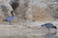 Australian Wood duck - Berringa Sanctuary