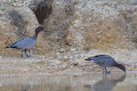 Australian Wood duck - Berringa Sanctuary