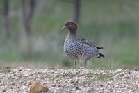 Australian Wood duck - Berringa Sanctuary