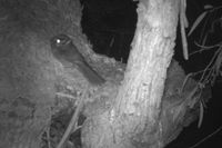  Australian owlet night jar- Berringa