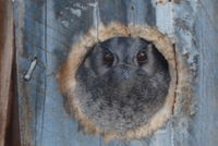 Australian owlet-nightjar The Block Berringa useing one of many nest boxes on the property