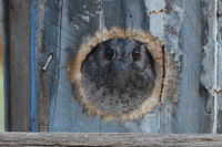 Australian owlet-nightjar The Block Berringa useing one of many nest boxes on the property