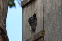 Australian owlet-nightjar The Block Berringa useing one of many nest boxes on the property