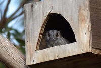 Australian owlet-nightjar The Block Berringa useing one of many nest boxes on the property