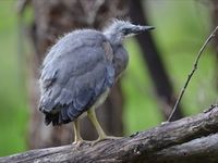 Baby White Faced Heron - They nest along the Moonlight Creek each year. The Block Berringa