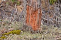 Bark stripped off by birds to use in there nests - Berringa Sanctuary